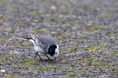 Motacilla alba