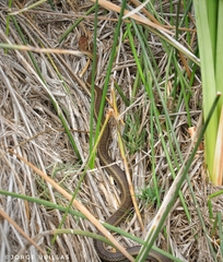 Mastigodryas heathii