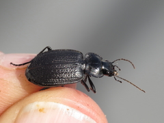 Licinus punctatulus granulatus