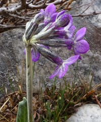 Primula macrophylla