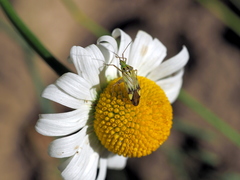 Closterotomus