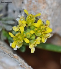 Alyssum sphacioticum