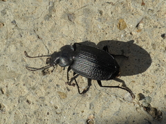 Licinus punctatulus granulatus