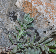 Alyssum sphacioticum