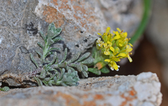 Alyssum sphacioticum