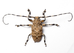 Coptops leucostictica