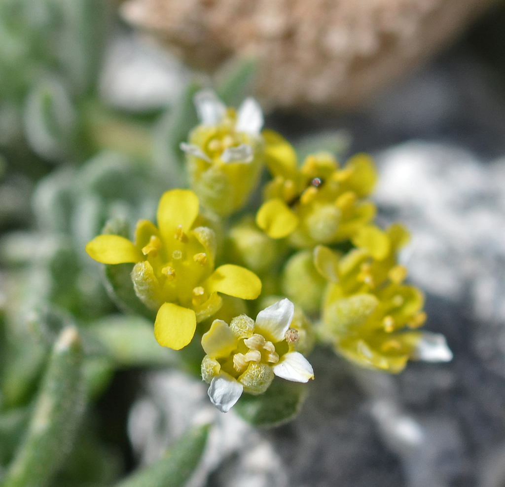 Odontarrhena fragillima