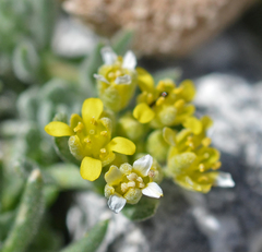 Odontarrhena fragillima