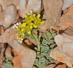 Odontarrhena fragillima