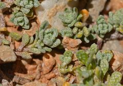 Odontarrhena fragillima