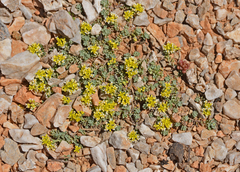 Odontarrhena fragillima
