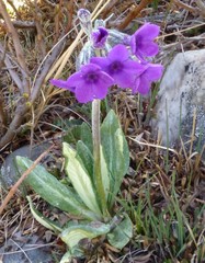 Primula macrophylla