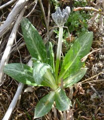 Primula macrophylla
