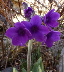 Primula macrophylla