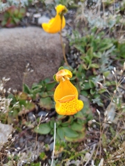 Calceolaria uniflora × polyrhiza