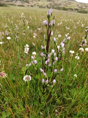 Gentianella magellanica