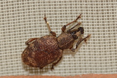 Otiorhynchus veterator