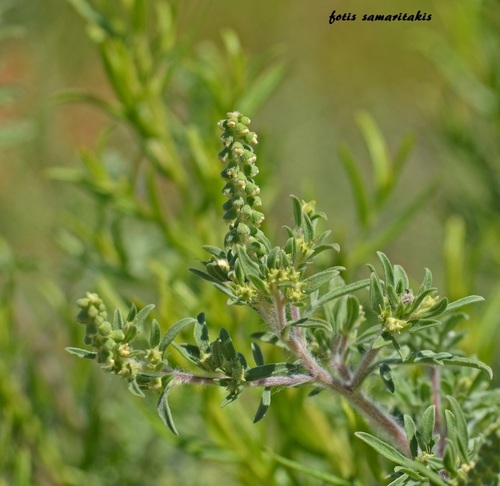 Representative image of Ambrosia maritima