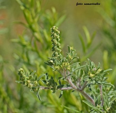 Ambrosia maritima