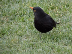 Turdus merula