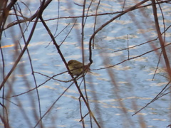 Phylloscopus collybita