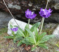 Primula macrophylla