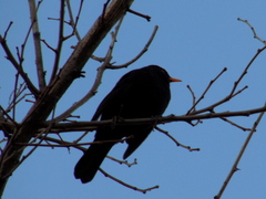 Turdus merula