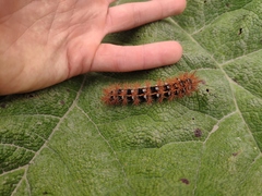 Ormiscodes cinnamomea