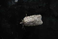 Acleris maximana