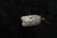 Acleris maximana