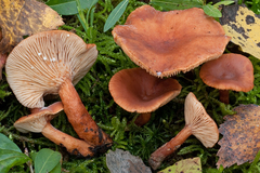 Lactarius lacunarum