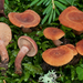 Curry Milkcap - Photo (c) Federico Calledda, some rights reserved (CC BY-NC), uploaded by Federico Calledda