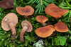 Curry Milkcap - Photo (c) Federico Calledda, some rights reserved (CC BY-NC), uploaded by Federico Calledda