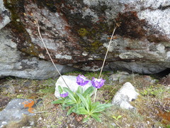 Primula macrophylla