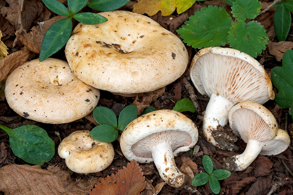 two spored milkcap