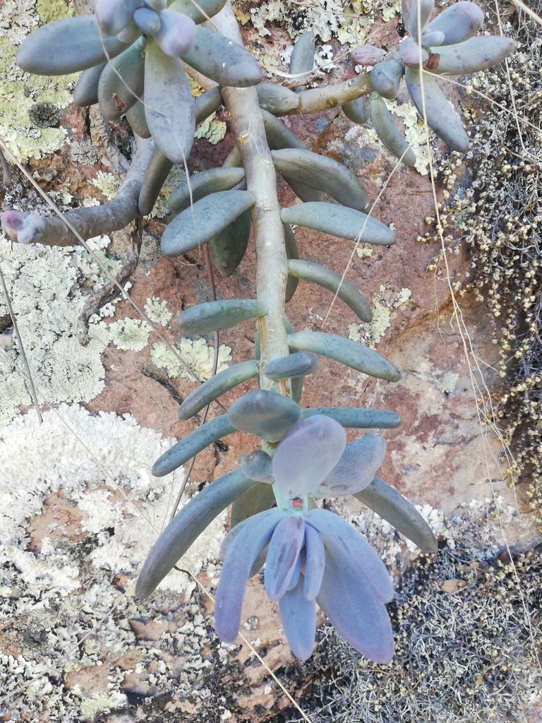 Pachyphytum saltensis