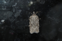 Acleris maximana