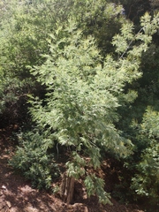 Acacia dealbata