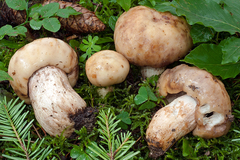 Russula illota