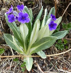 Primula macrophylla