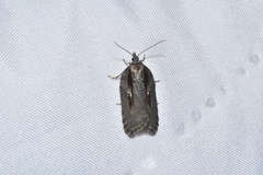 Acleris pulverosana
