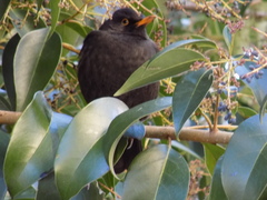 Turdus merula