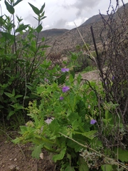 Solanum paposanum