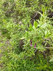 Dunalia spinosa