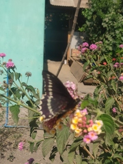 Battus polydamas psittacus