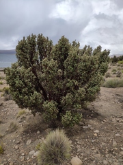 Polylepis tarapacana