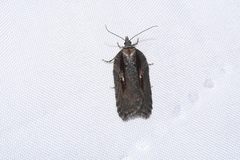 Acleris pulverosana