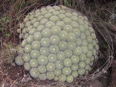 Mammillaria compressa compressa