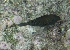 Canthigaster amboinensis