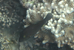 Canthigaster amboinensis